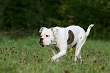 BOULEDOGUE AMERICAIN 353